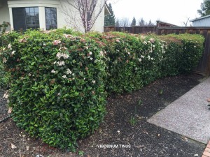 Viburnum tinus - hedge